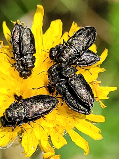 Anthaxia quadripunctata - fekete virágdíszbogár Anthaxia quadripunctata - fekete virágdíszbogár