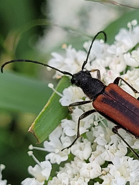 Anastrangalia dubia - feketeszélű virágcincér