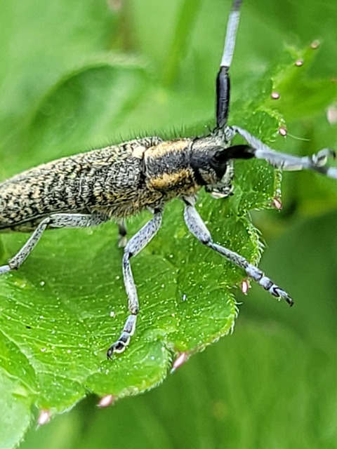 Agapanthia villosoviridescens - fehérgyűrűs bogáncscincér