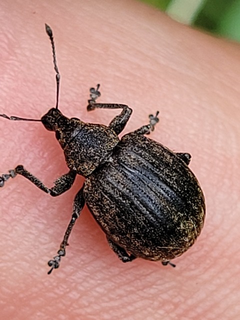 Liophloeus