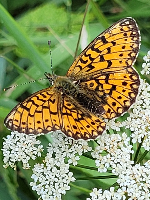 Boloria selene - fakó gyöngyházlepke
