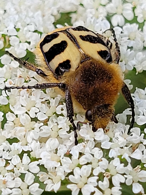 Trichius sexualis - keleti prémesbogár