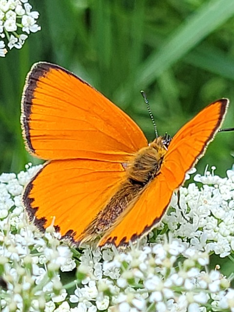Lycaena virgaureae - arany-tűzlepke