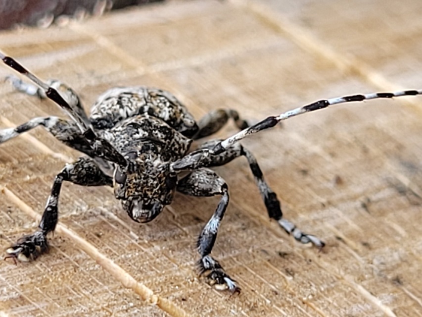 Aegomorphus clavipes - tarka cincér Aegomorphus clavipes - tarka cincér