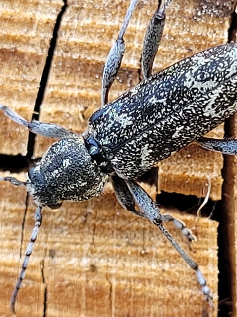 Xylotrechus rusticus - egérszínű darázscincér