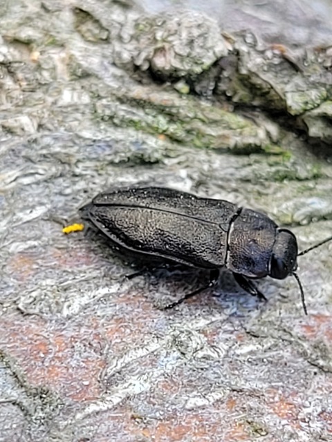 Anthaxia quadripunctata - fekete virágdíszbogár Anthaxia quadripunctata - fekete virágdíszbogár