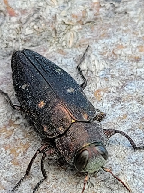 Chrysobothris affinis - aranypettyes díszbogár