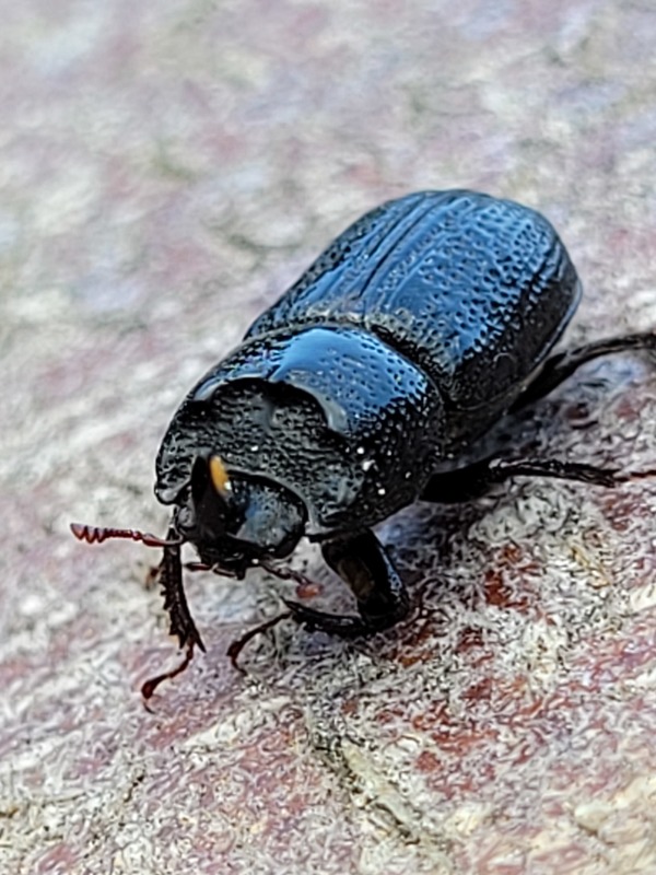Sinodendron cylindricum - tülkös szarvasbogár