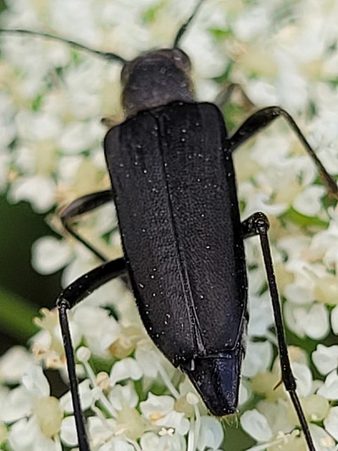 Anastrangalia sanguinolenta - kétszínű virágcincér