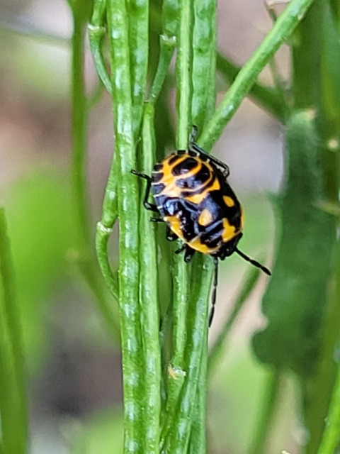 Eurydema