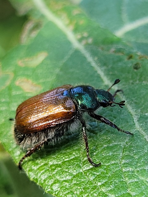 Phyllopertha horticola - kerti szipoly