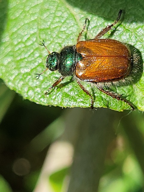Phyllopertha horticola - kerti szipoly