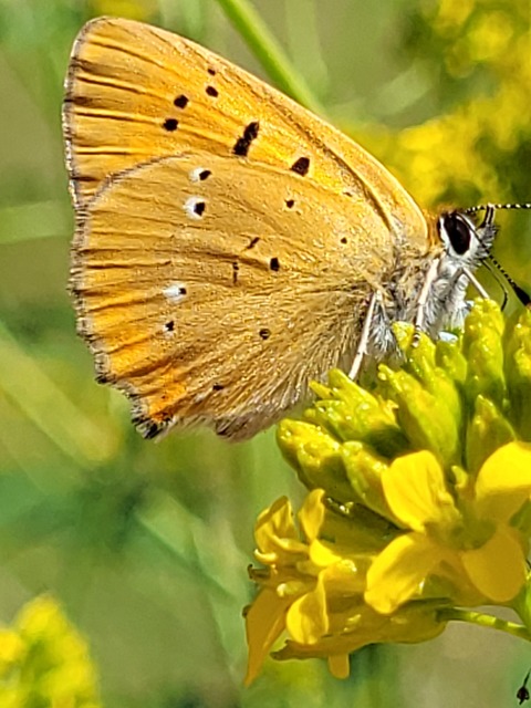 Lycaena virgaureae - arany-tűzlepke