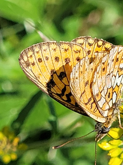 Boloria selene - fakó gyöngyházlepke