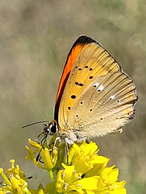 Lycaena virgaureae - arany-tűzlepke