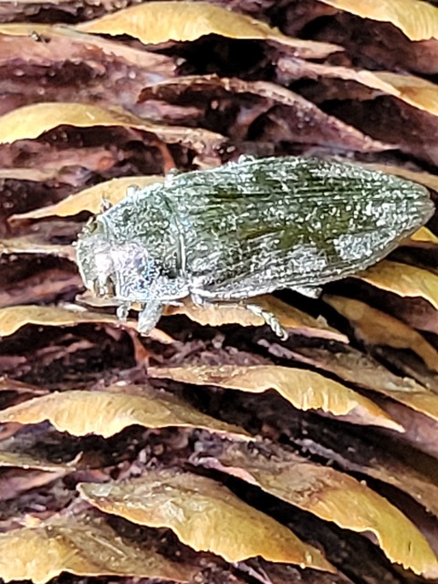 Buprestis haemorrhoidalis - foltosfejű díszbogár