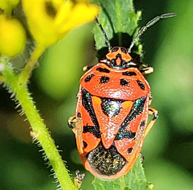 Eurydema ornata - díszespoloska