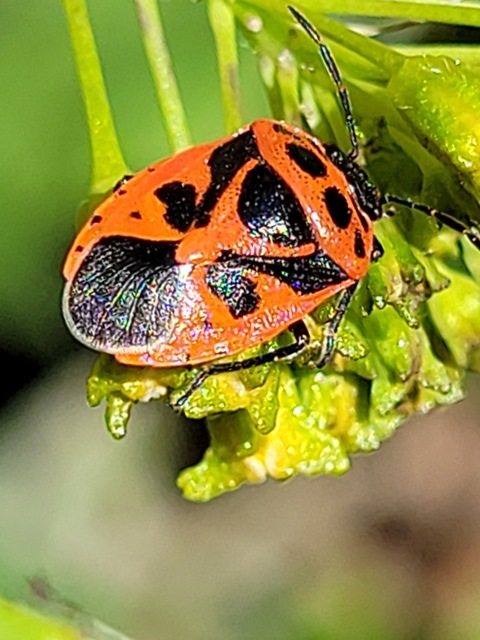Eurydema dominulus Eurydema dominulus
