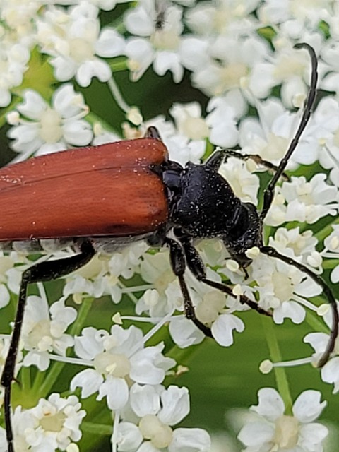 Anastrangalia sanguinolenta - kétszínű virágcincér