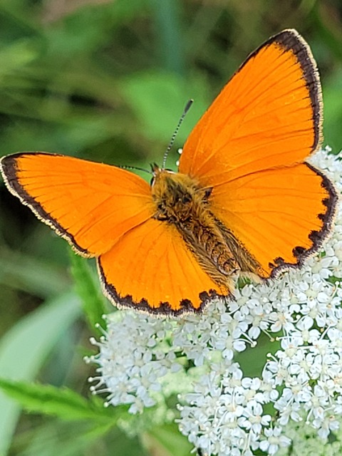 Lycaena virgaureae - arany-tűzlepke