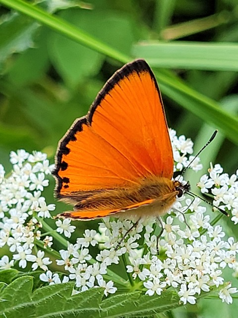 Lycaena virgaureae - arany-tűzlepke