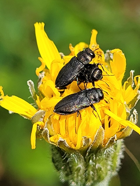 Anthaxia quadripunctata - fekete virágdíszbogár Anthaxia quadripunctata - fekete virágdíszbogár