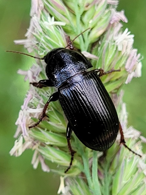 Zabrus tenebrioides - gabonafutó