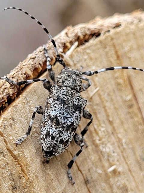 Aegomorphus clavipes - tarka cincér Aegomorphus clavipes - tarka cincér