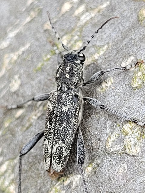 Xylotrechus rusticus - egérszínű darázscincér