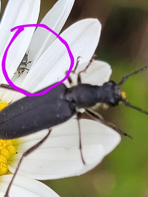 Meligethinae