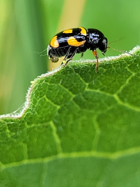 Cryptocephalus anticus - réti zömökbogár