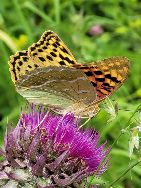 Argynnis pandora - zöldes gyöngyházlepke