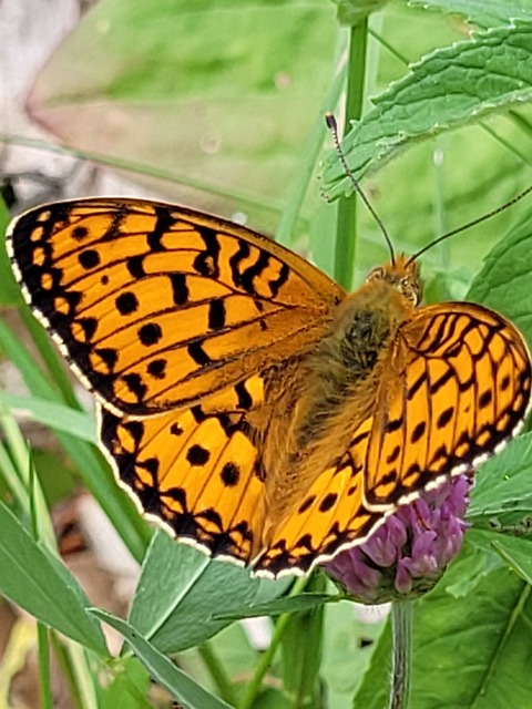Argynnis aglaja - kerekfoltú gyöngyházlepke