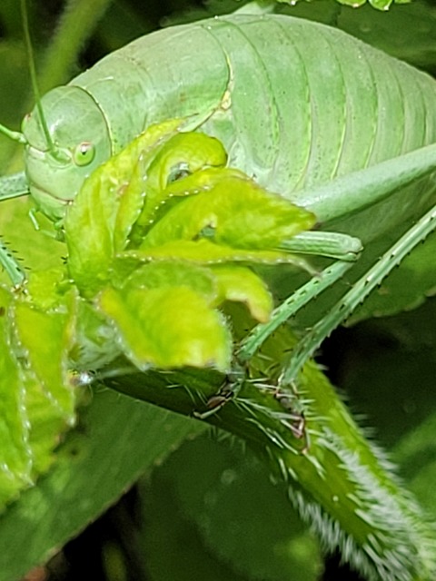 Polysarcus denticauda - fogasfarkú szöcske