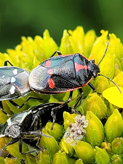 Eurydema oleracea - paréjpoloska Eurydema oleracea - paréjpoloska