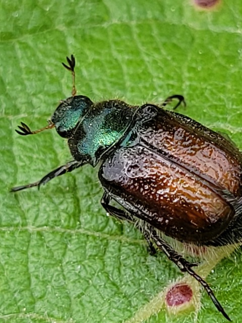 Phyllopertha horticola - kerti szipoly
