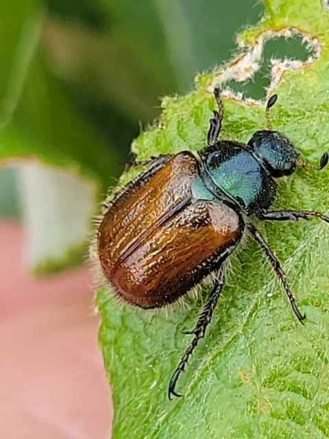 Phyllopertha horticola - kerti szipoly