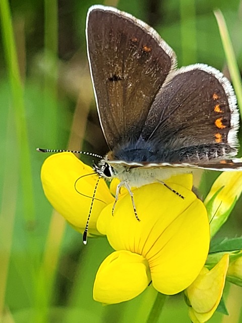 Aricia artaxerxes issekutzi - bükki szerecsenboglárka