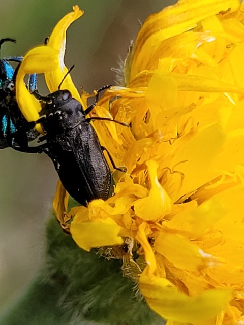 Anthaxia quadripunctata - fekete virágdíszbogár Anthaxia quadripunctata - fekete virágdíszbogár