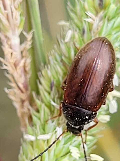 Isomira