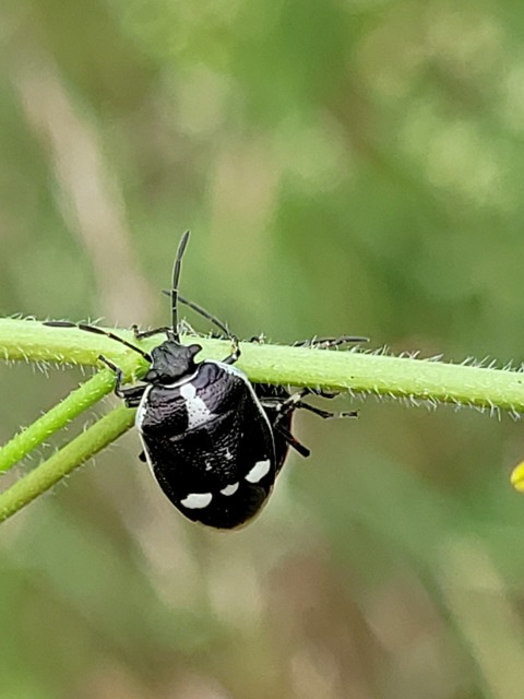 Eurydema oleracea - paréjpoloska Eurydema oleracea - paréjpoloska