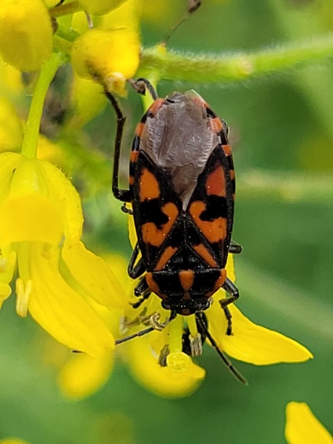 Spilostethus saxatilis - virágbodobács