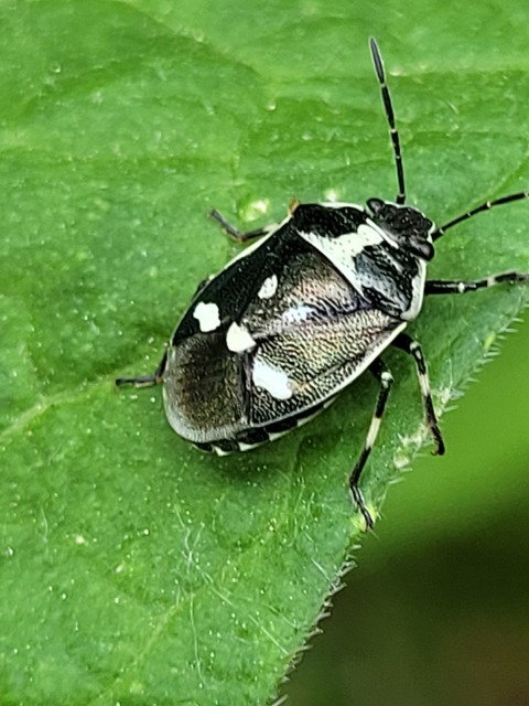 Eurydema oleracea - paréjpoloska Eurydema oleracea - paréjpoloska
