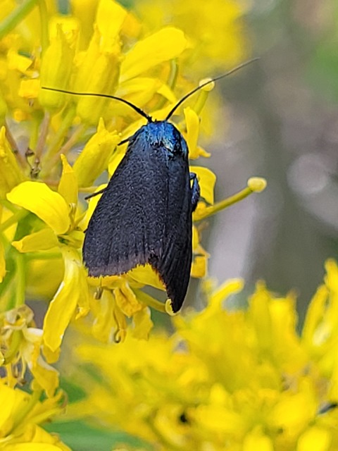Catastia marginea - fekete karcsúmoly