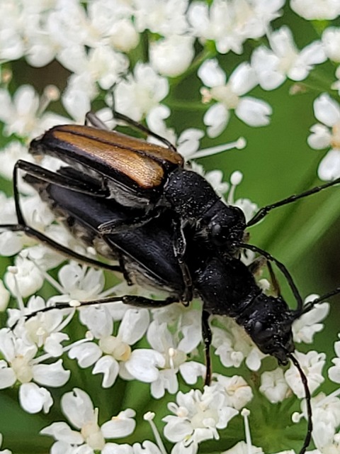 Anastrangalia dubia - feketeszélű virágcincér
