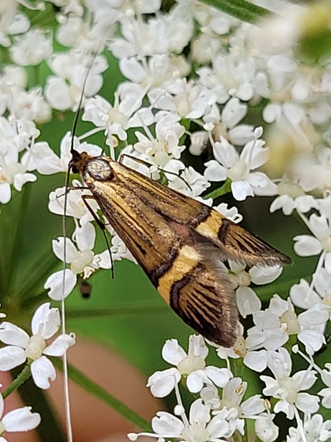 Nemophora degeerella - pompás tőrösmoly