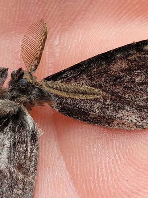 Lymantria monacha - apácalepke