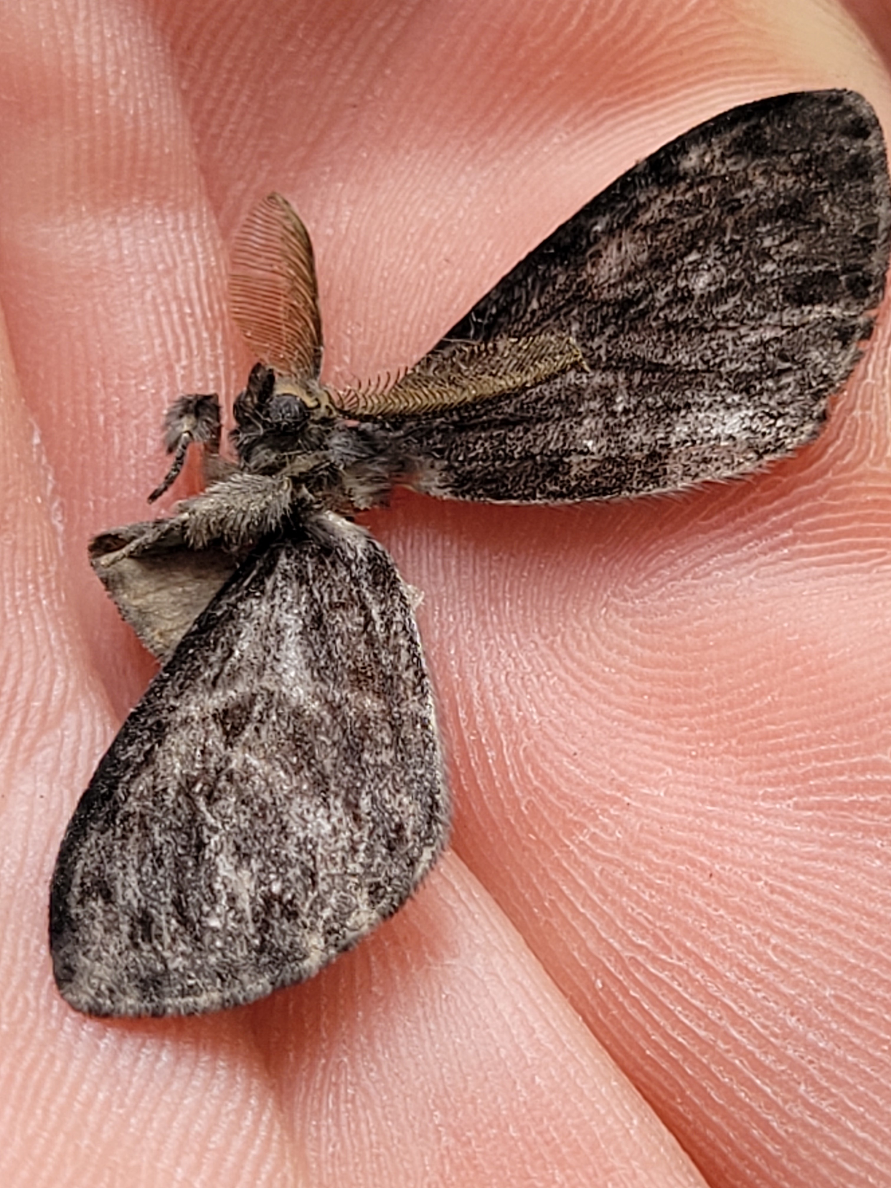 Lymantria monacha - apácalepke