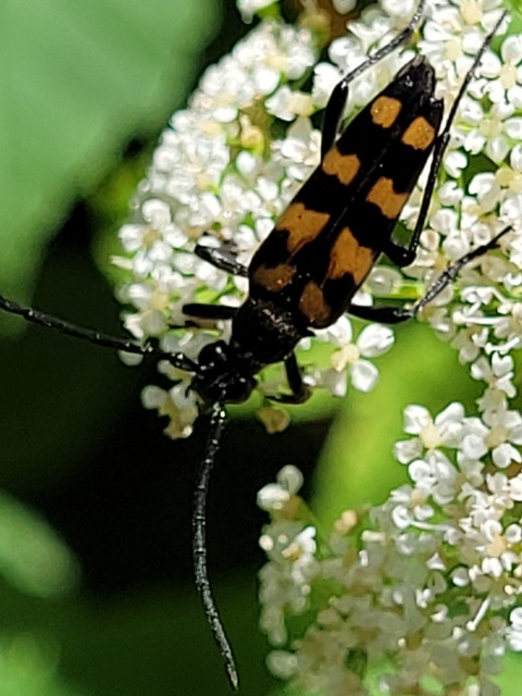 Leptura quadrifasciata - feketeszőrű szalagoscincér