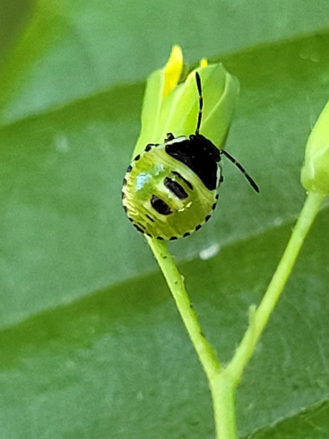 Palomena Palomena